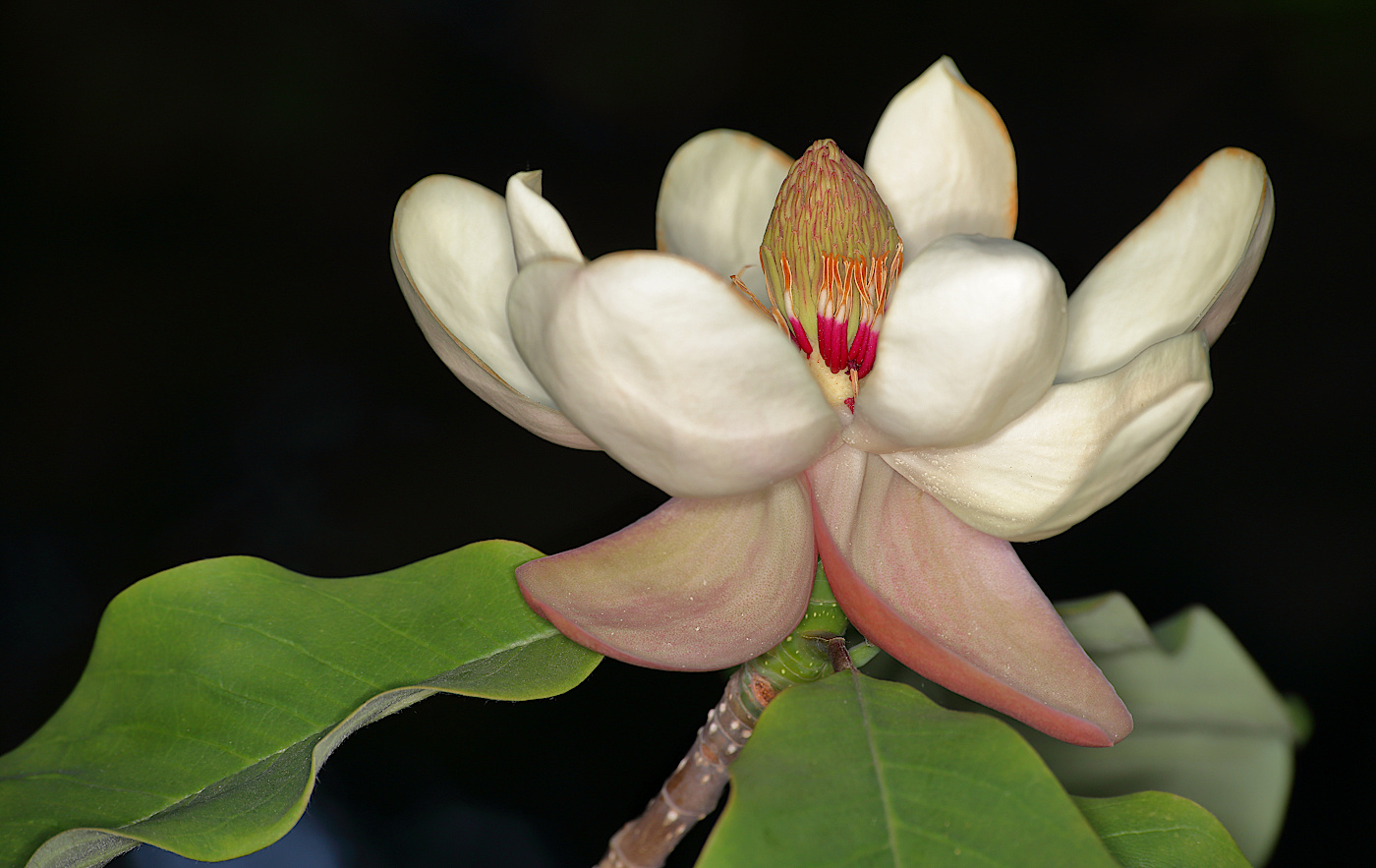 Image of Magnolia officinalis specimen.