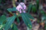 genus Pentas
