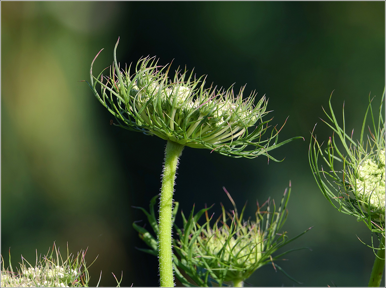 Изображение особи Daucus sativus.