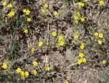 Potentilla sericea