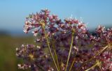 Pimpinella rhodantha