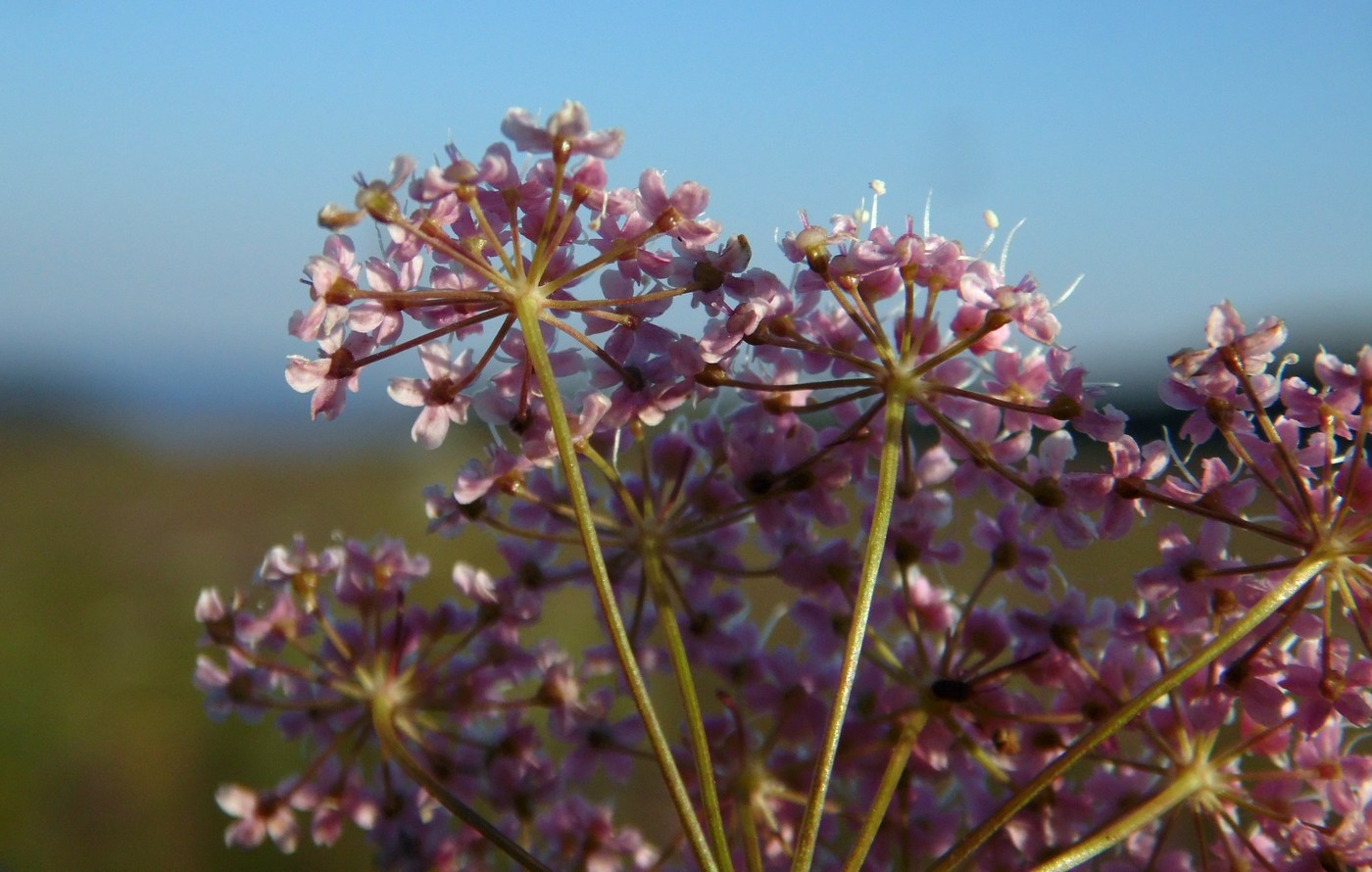 Изображение особи Pimpinella rhodantha.