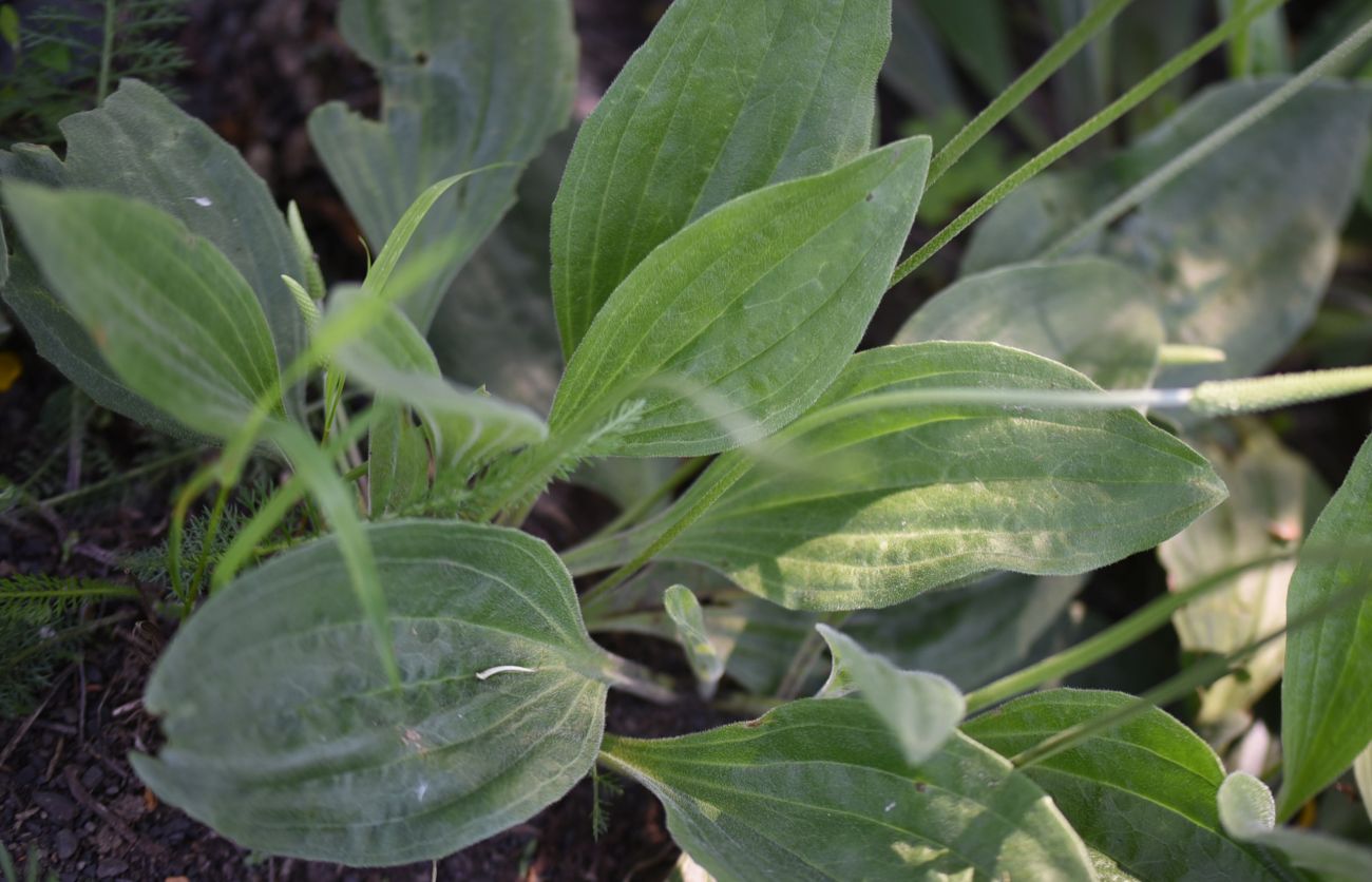 Image of Plantago urvillei specimen.