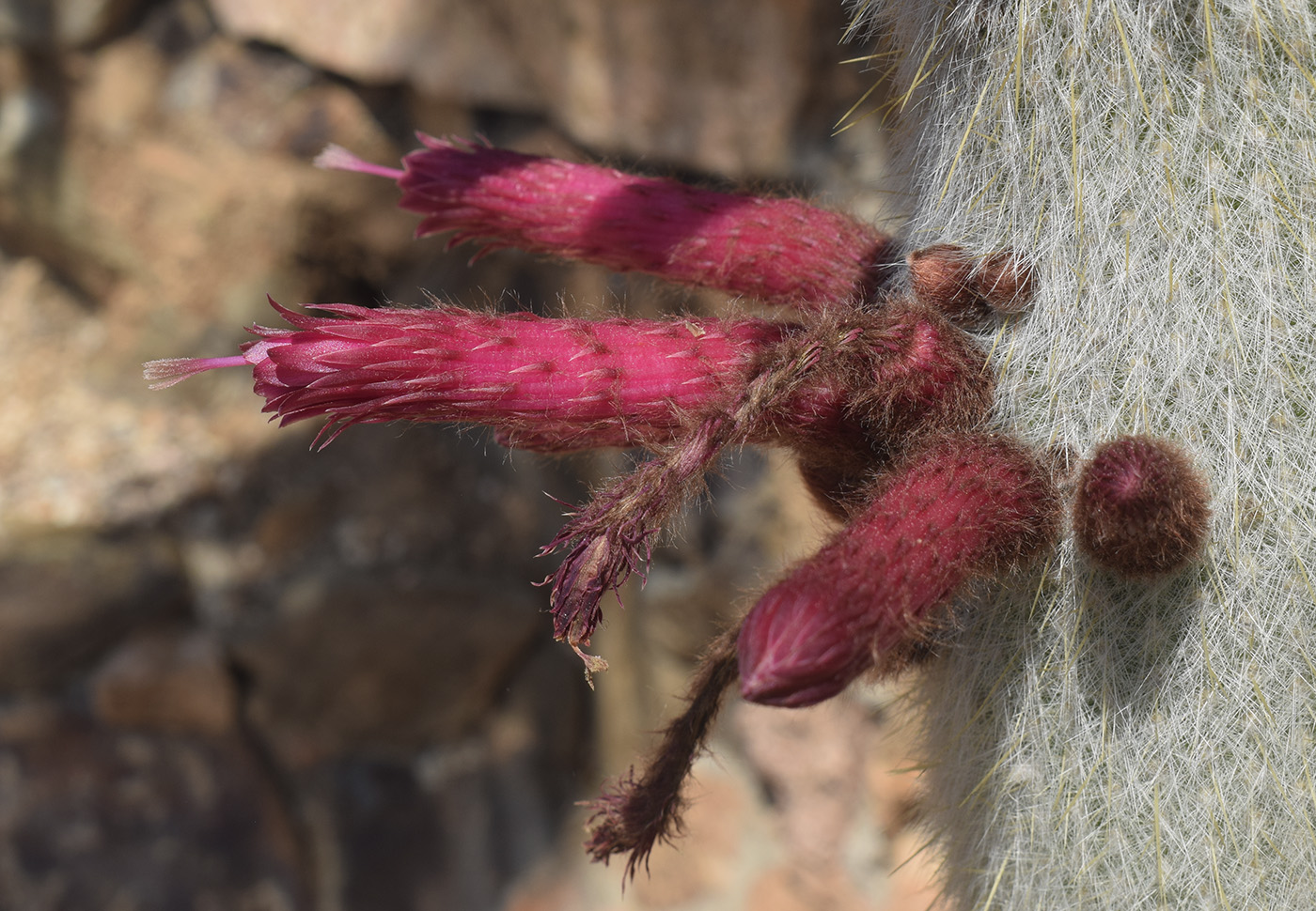 Изображение особи Cleistocactus straussii.