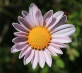 Chrysanthemum coreanum