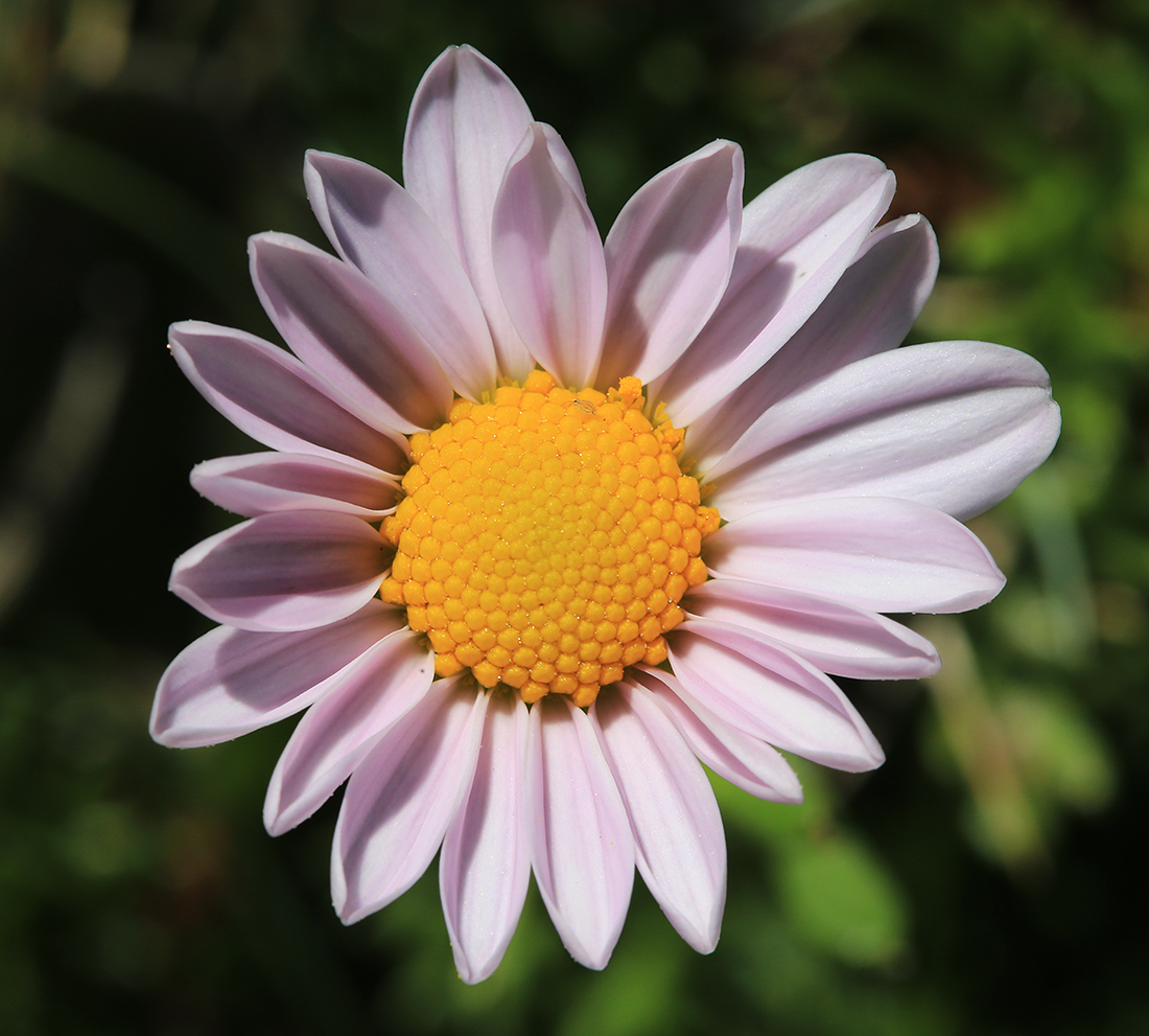 Image of Chrysanthemum coreanum specimen.