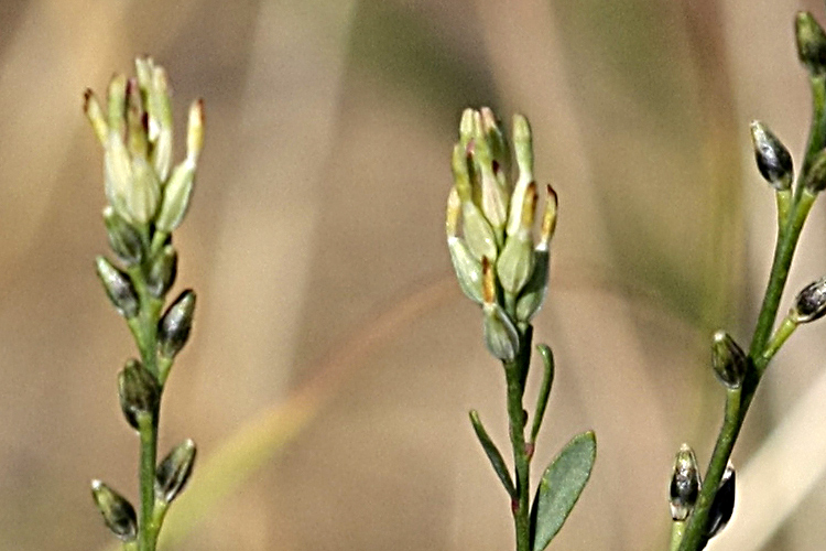 Изображение особи Diarthron vesiculosum.