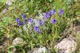 Polygala hybrida