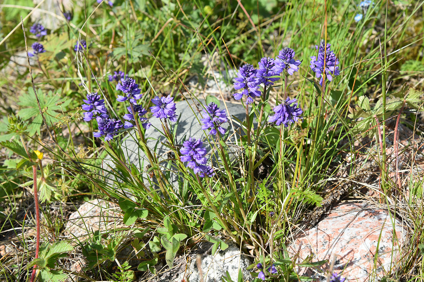 Изображение особи Polygala hybrida.