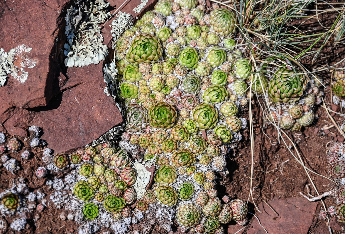 Image of Orostachys spinosa specimen.