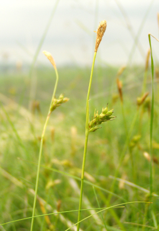 Изображение особи Carex michelii.