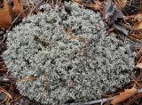 Cladonia arbuscula