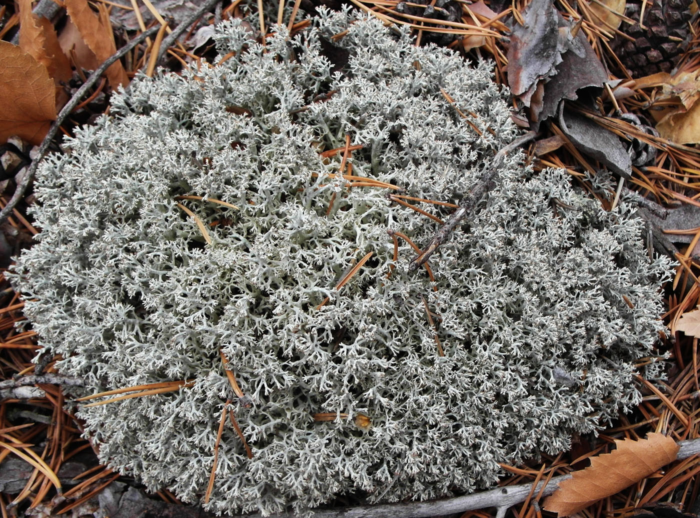 Изображение особи Cladonia arbuscula.