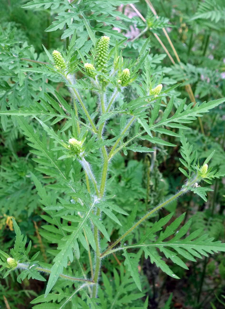 Изображение особи Ambrosia artemisiifolia.