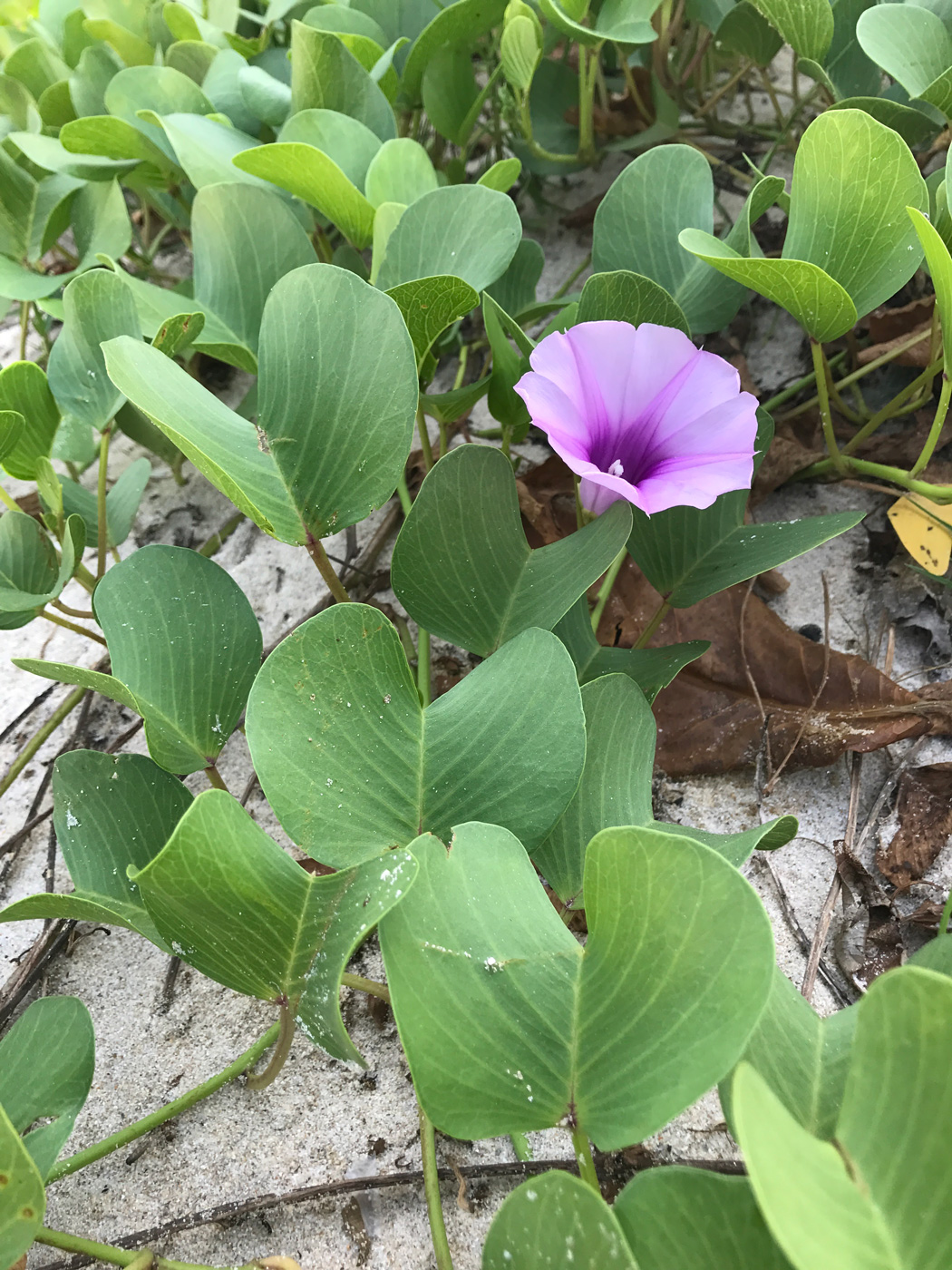 Image of Ipomoea pes-caprae specimen.