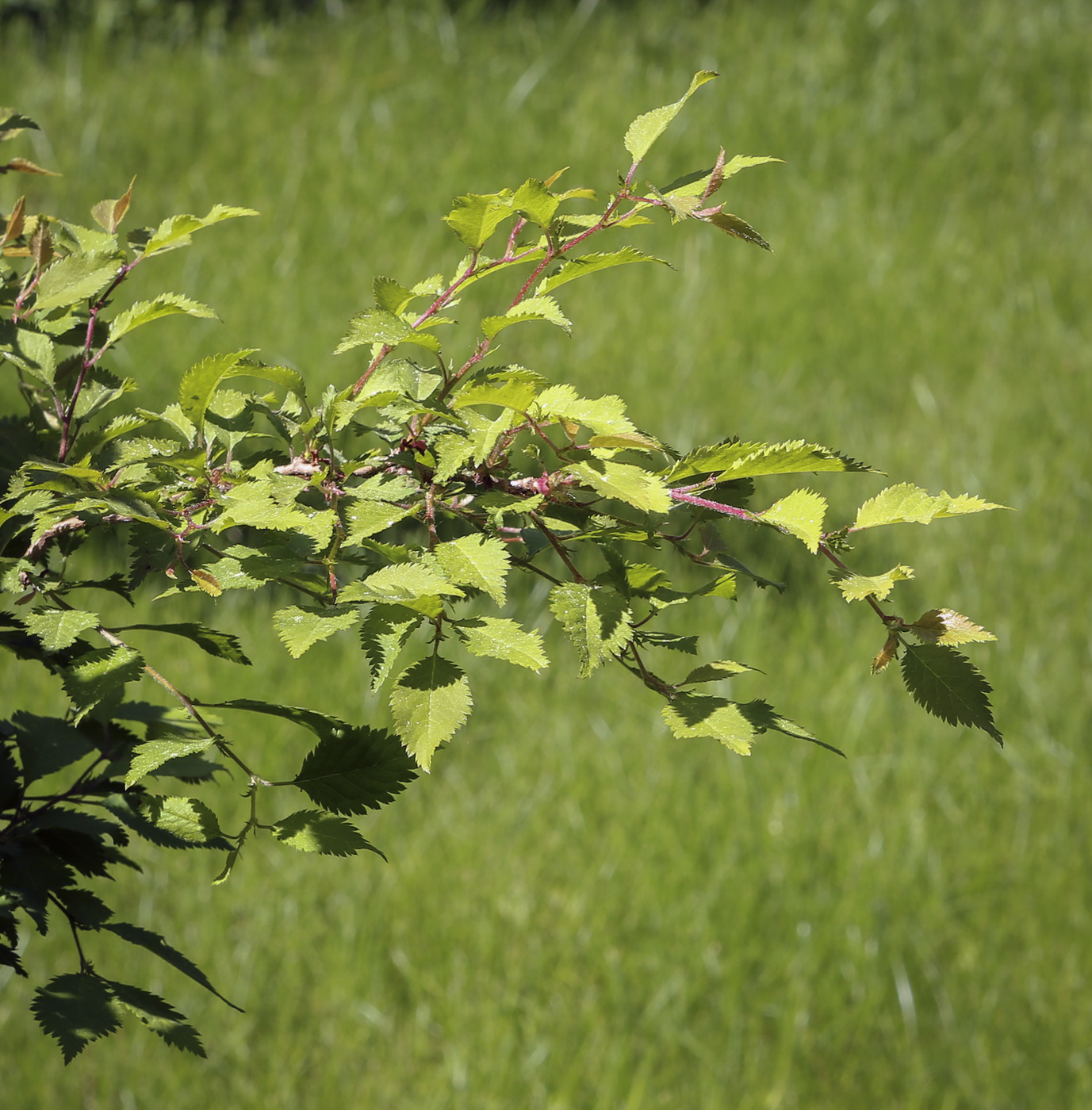 Изображение особи Prunus incisa.