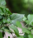 Hedera colchica. Верхушки побегов. Республика Адыгея, левый борт долины р. Большой Руфабго, скала Парус, вертикальный участок в 1,5 м над тропой. 27 июля 2022 г.