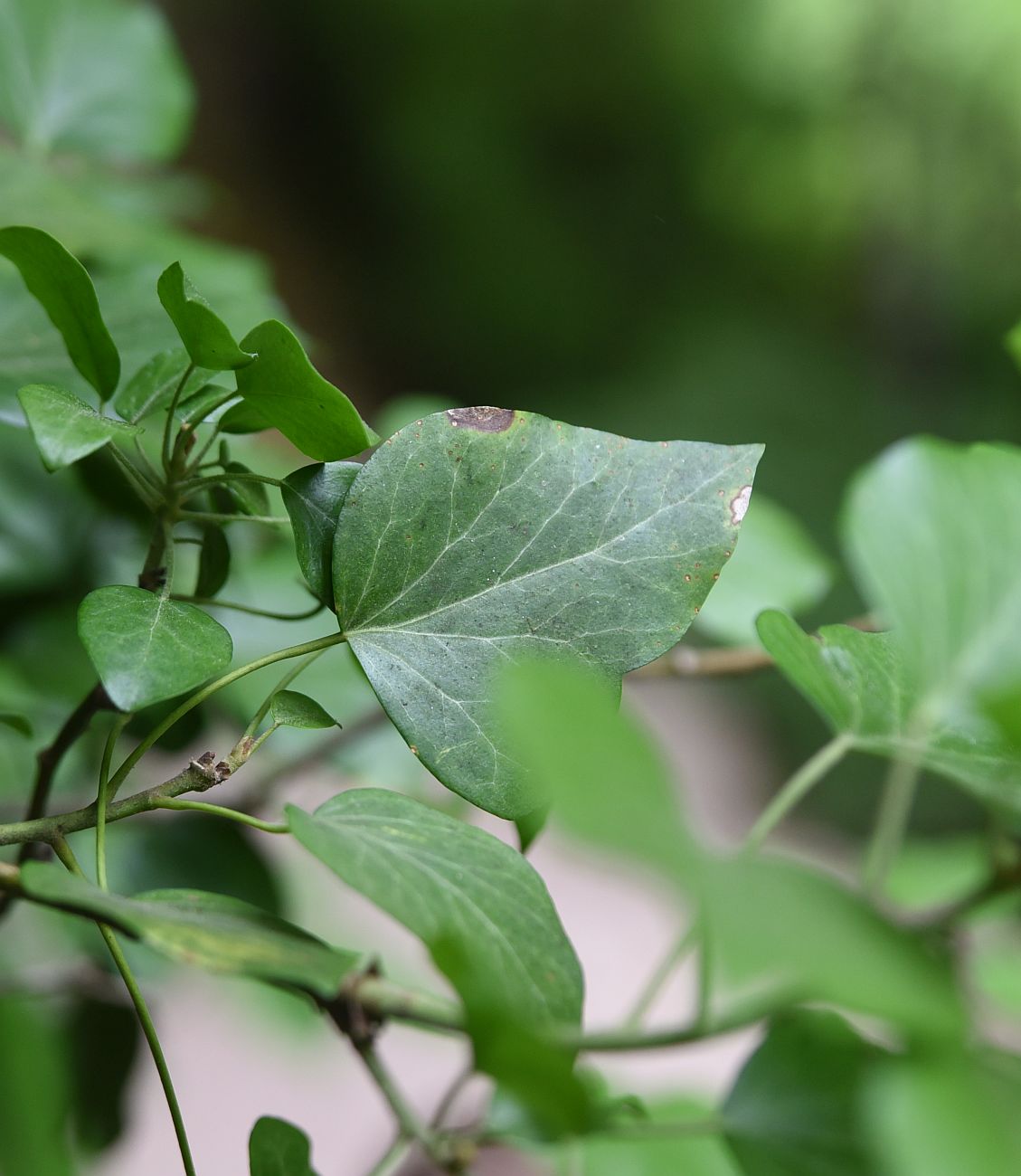 Image of Hedera colchica specimen.