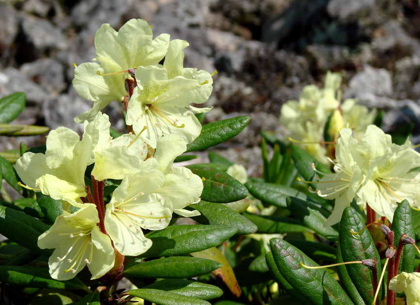 Image of Rhododendron aureum specimen.