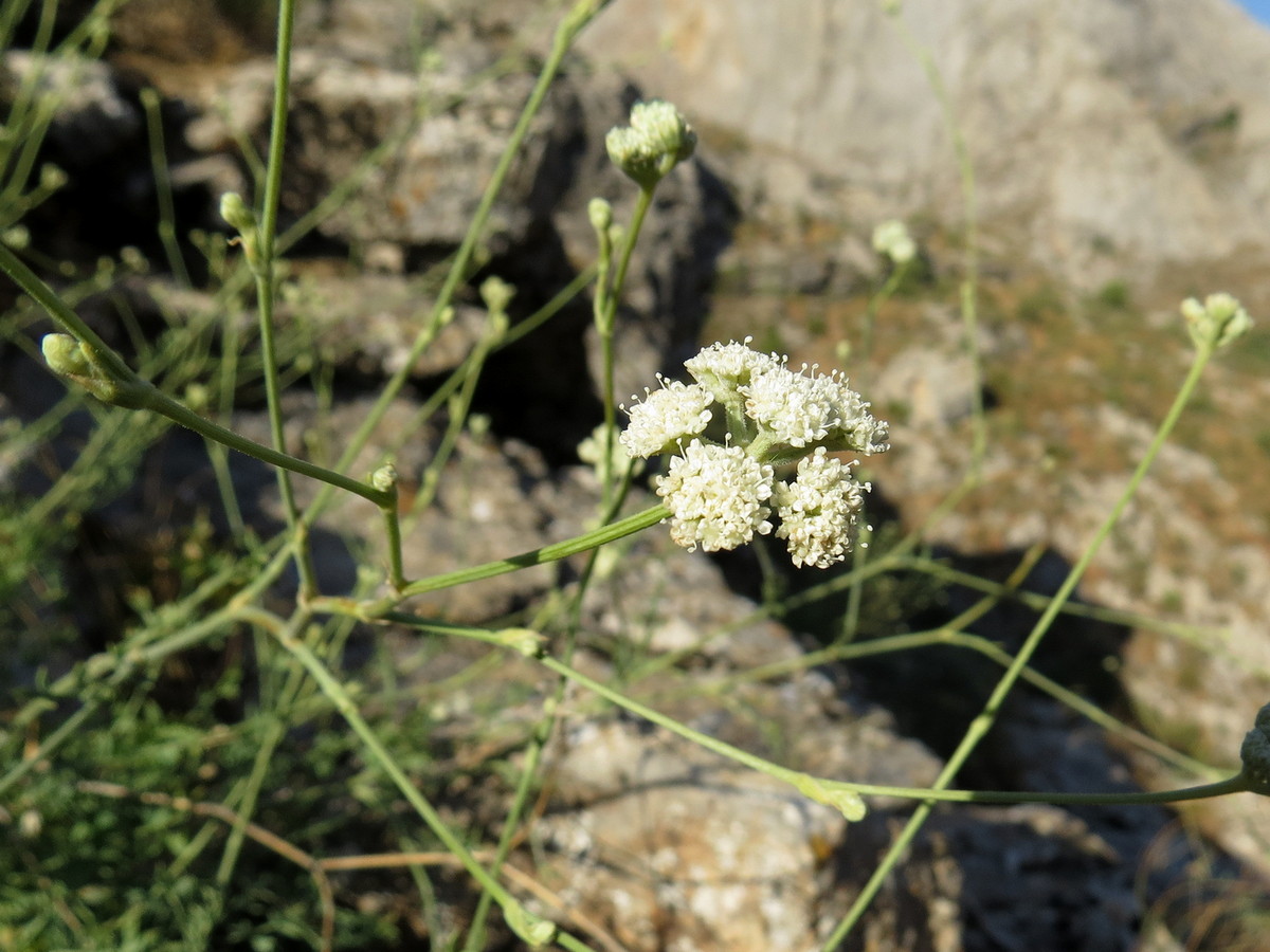 Image of Seseli marginatum specimen.