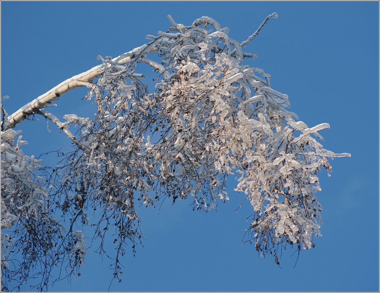 Изображение особи Betula pendula.