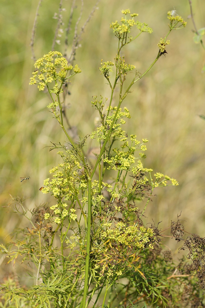 Изображение особи Peucedanum ruthenicum.