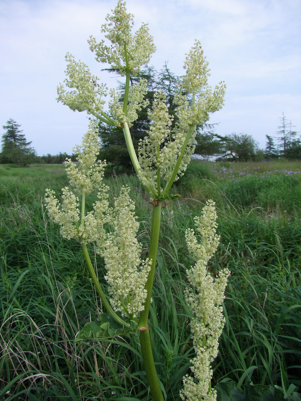 Image of Rheum rhabarbarum specimen.