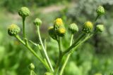 Inula macrophylla. Верхушка расцветающего растения. Узбекистан, Кашкадарьинская обл., Китабский р-н, Китабский Государственный геологический заповедник, ≈ 1300 м н.у.м., подножье глинистого склона. 08.05.2022.