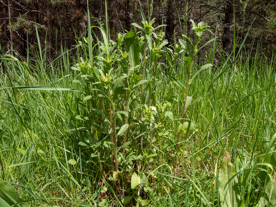 Image of Leucanthemum ircutianum specimen.