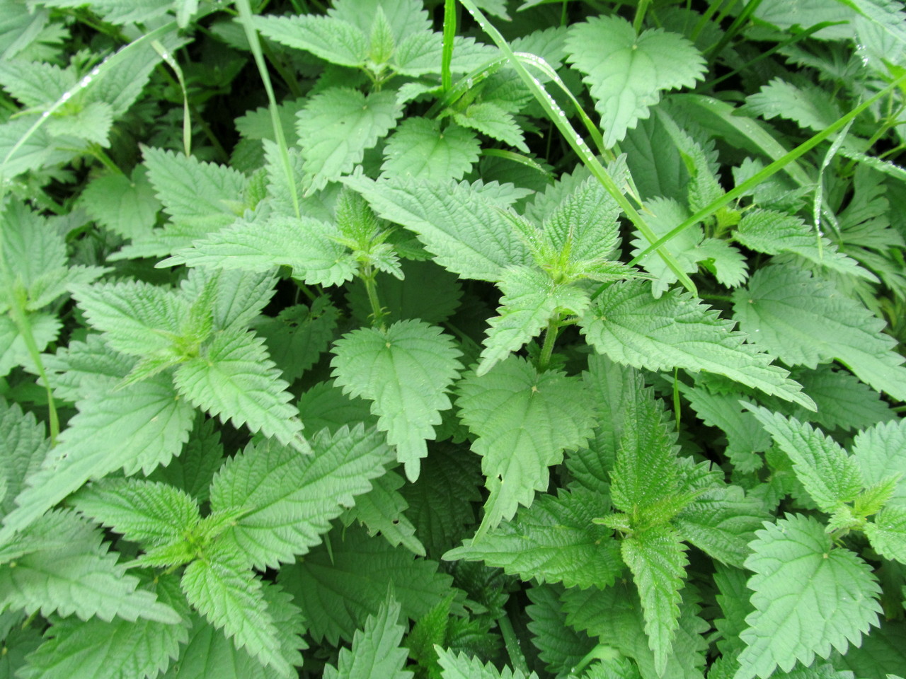 Image of Urtica dioica specimen.