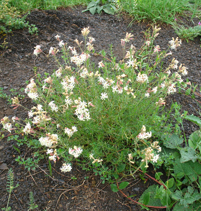 Image of Silene spergulifolia specimen.