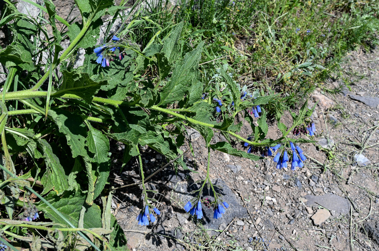 Изображение особи Symphytum asperum.