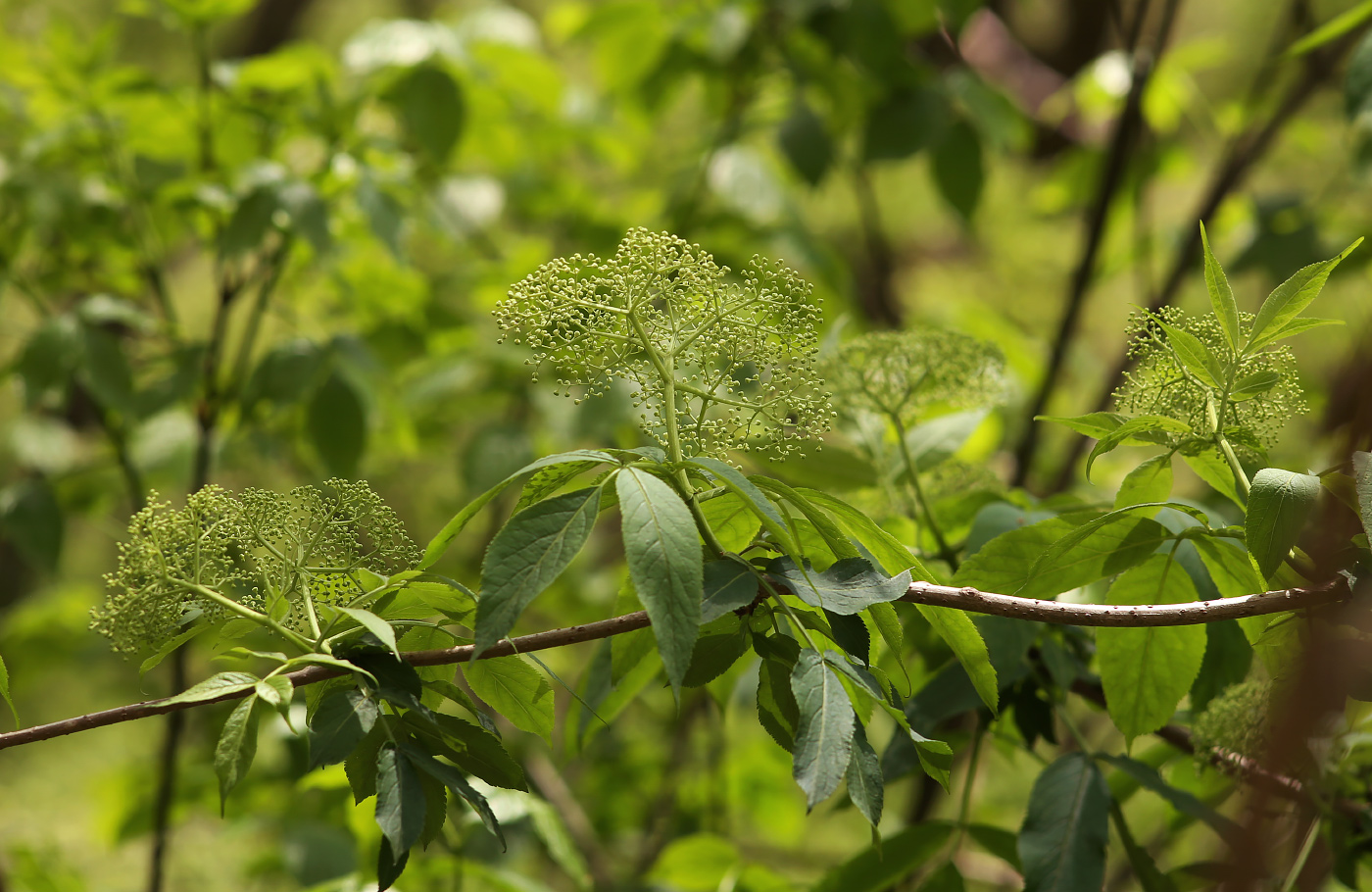 Image of Sambucus nigra specimen.