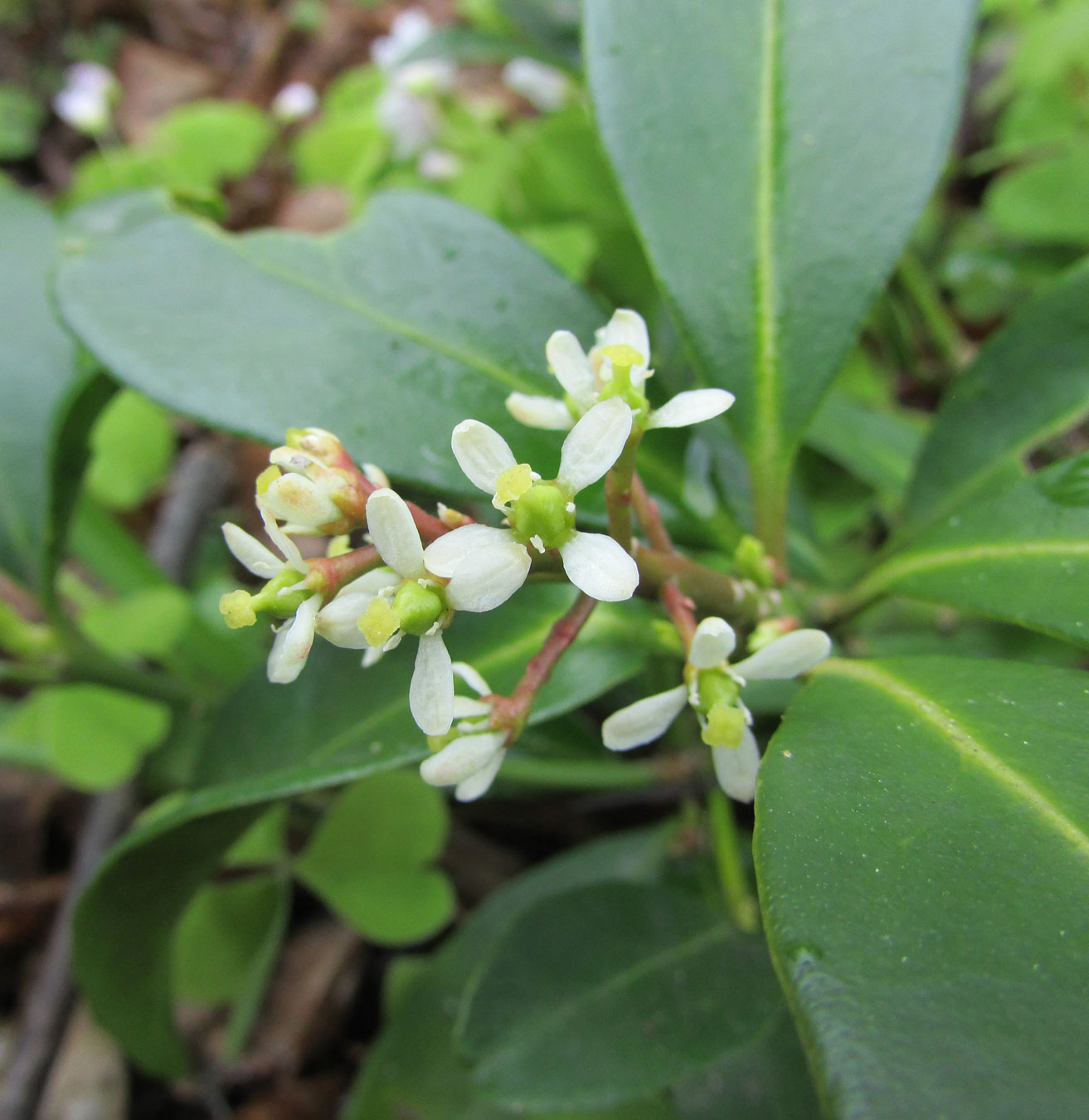 Изображение особи Skimmia repens.