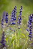 Ajuga genevensis. Верхушки цветущих растений. Ростовская обл., Красносулинский р-н, окр. хут. Зайцевка, степной склон. 30.04.2023.