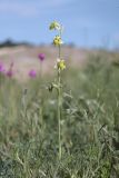 Ophrys oestrifera