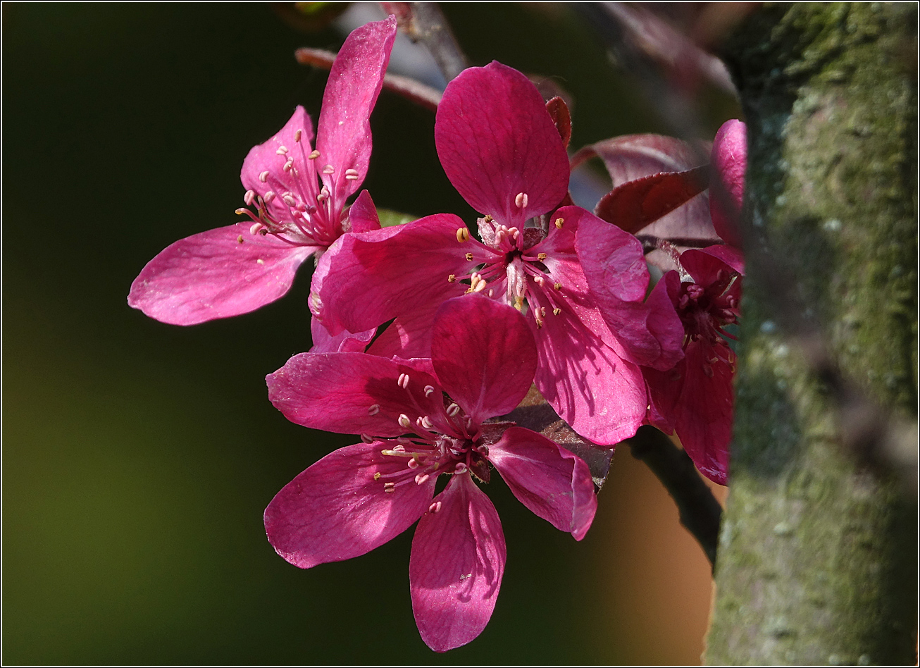 Image of Malus niedzwetzkyana specimen.