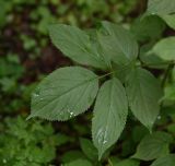 Sambucus nigra. Лист. Кабардино-Балкария, Эльбрусский р-н, Тызыльское ущелье, окр. минерального источника, заросли на правом берегу реки. 25 июля 2022 г.