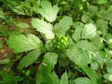 Actaea spicata