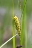 Carex rostrata. Часть побега с соплодием. Мурманская обл., Кандалакшский р-н, Княжегубское вдхр., сырой каменистый берег оз. Лопское. 07.07.2023.