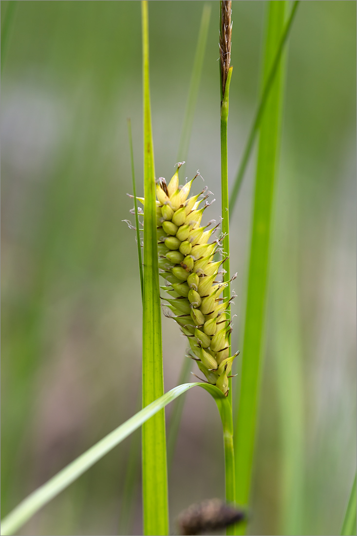 Изображение особи Carex rostrata.