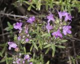 Thymus calcareus. Верхушка цветущего и плодоносящего растения. Воронежская обл., Лискинский р-н, музей-заповедник \"Дивногорье\", петрофильная степь. 22.08.2023.