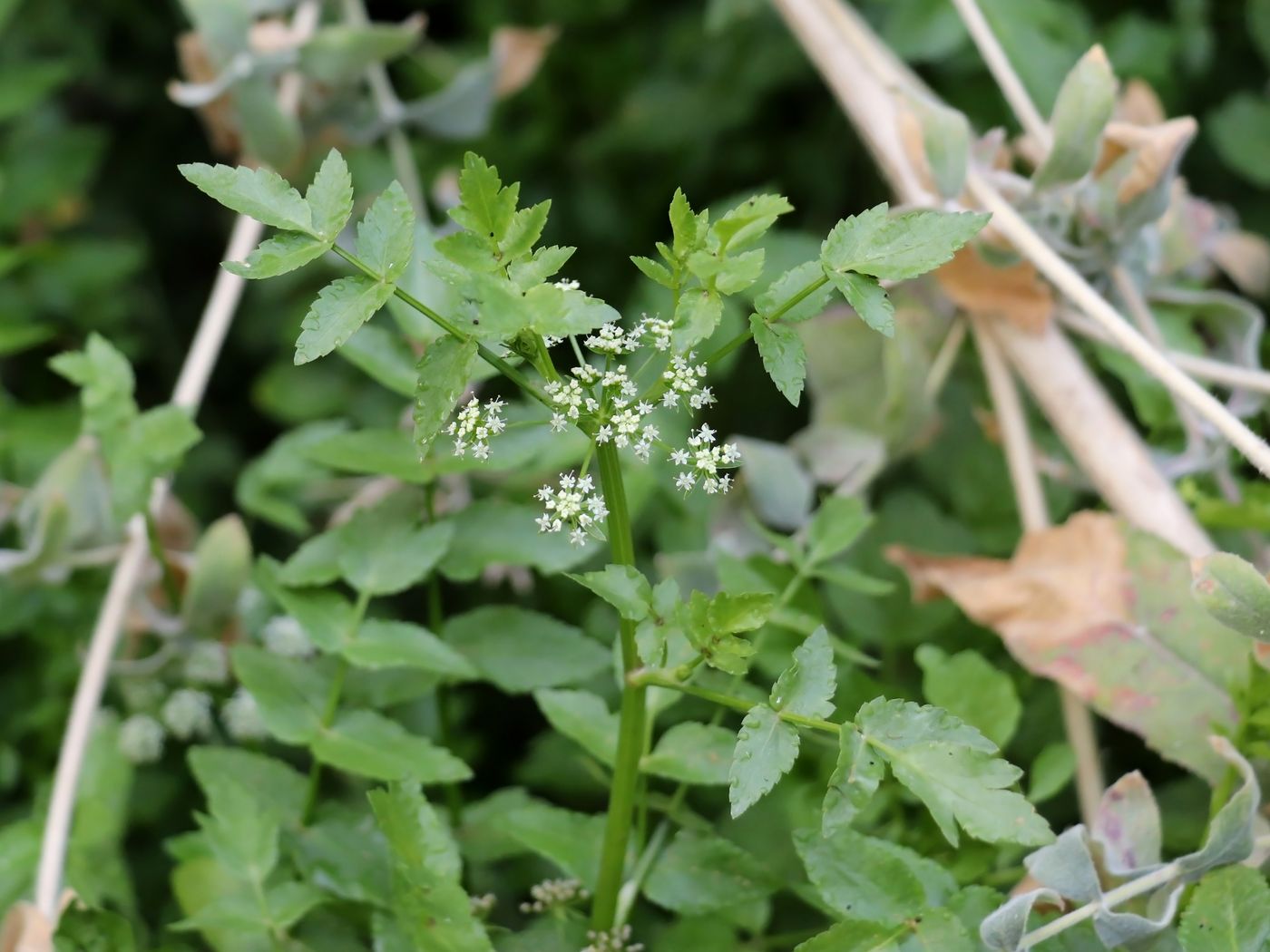 Изображение особи Apium nodiflorum.