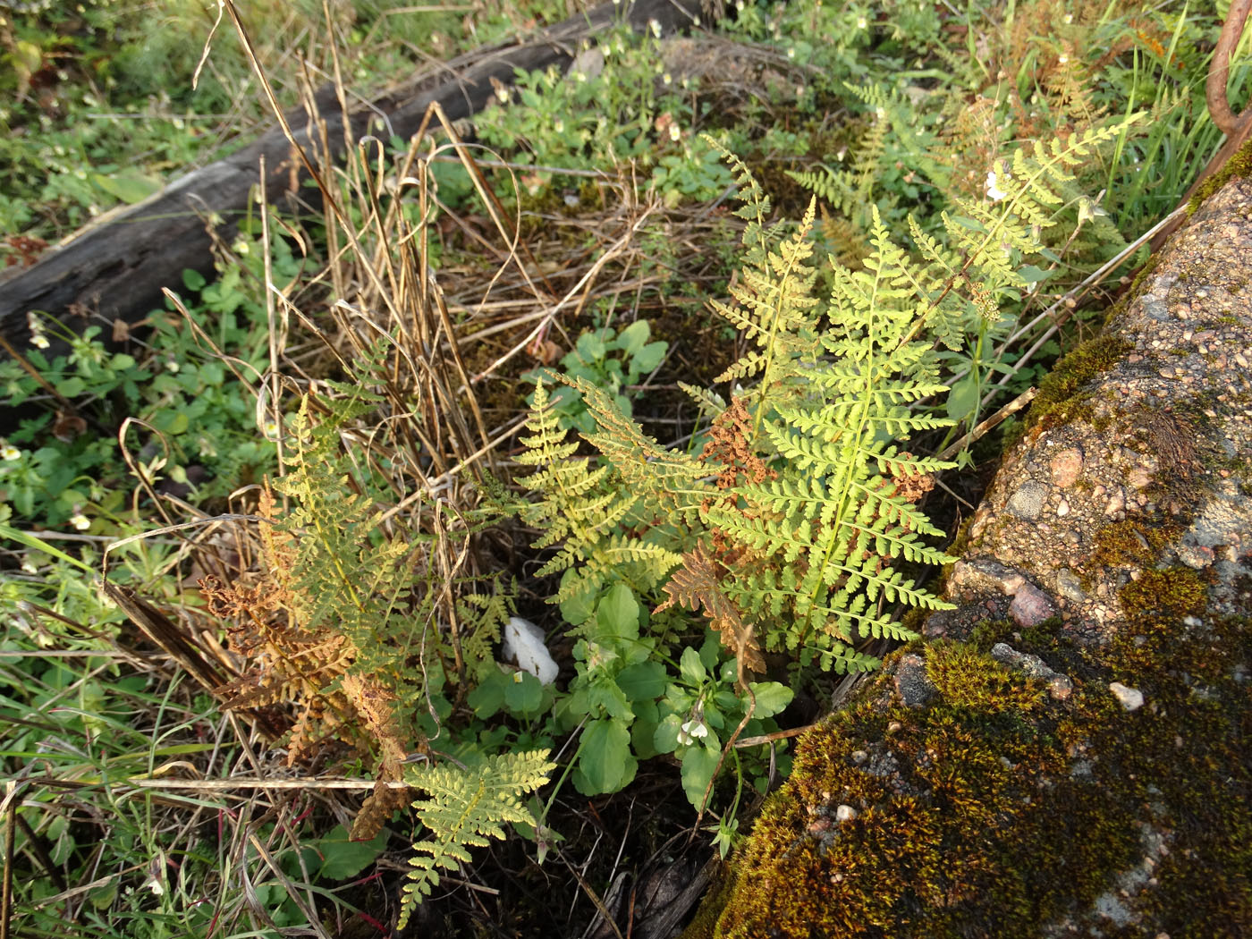 Изображение особи Cystopteris fragilis.