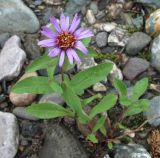 Aster sibiricus. Цветущее растение. Полярный Урал, берег р. Собь. 12.08.2010.