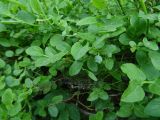 Vaccinium myrtillus. Побеги с незрелыми плодами. Карелия, г. Сортавала, парк \"Ваккосалми\", под соснами. 15.06.2023.