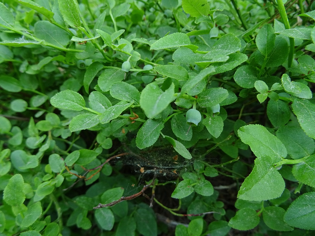 Image of Vaccinium myrtillus specimen.