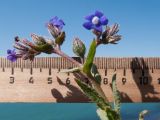 Anchusa azurea. Верхушка цветущего растения. Краснодарский край, Темрюкский р-н, мыс Железный Рог, обрывистый глинистый приморский склон. 29.04.2017.