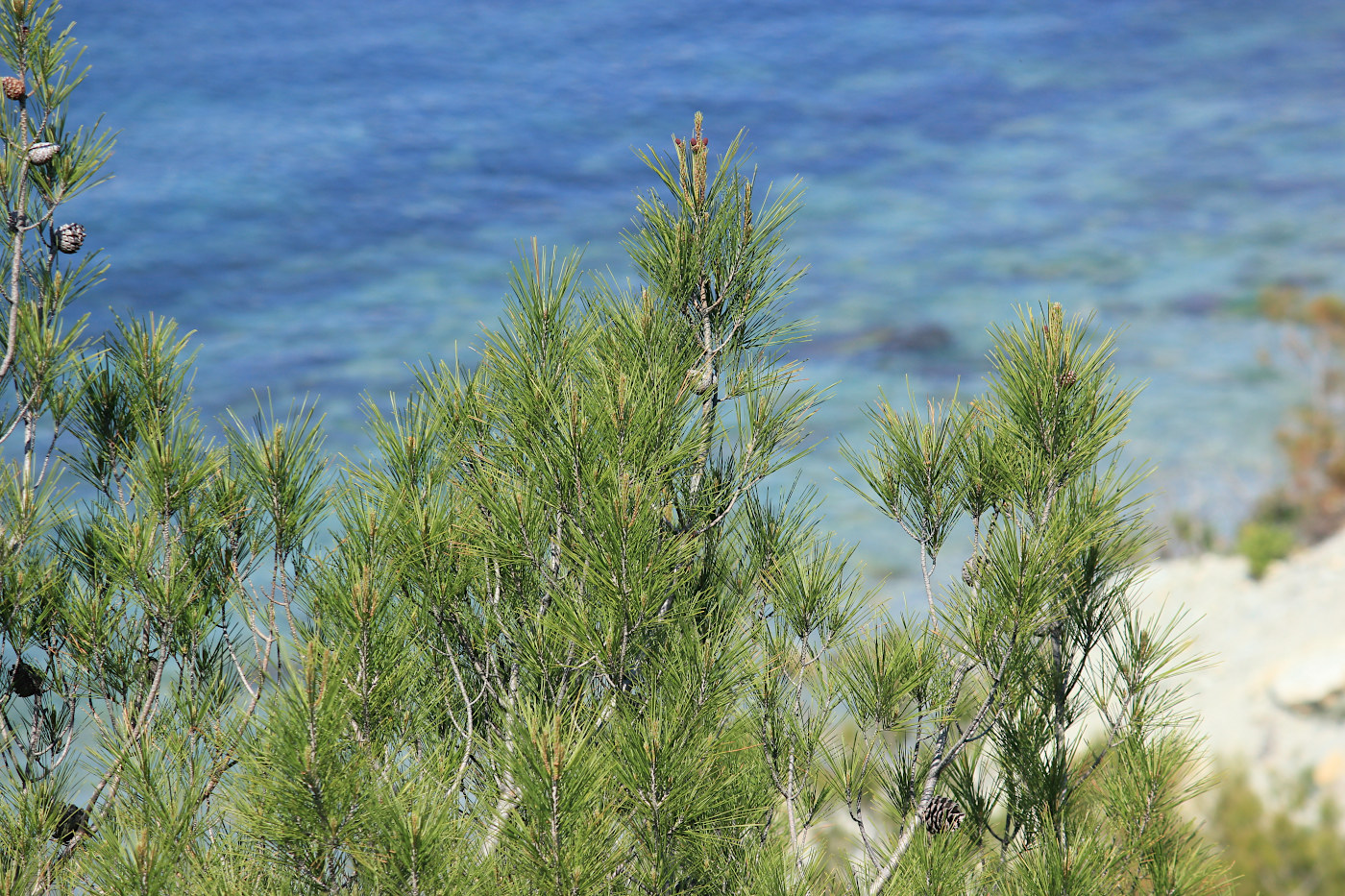 Image of Pinus pityusa specimen.