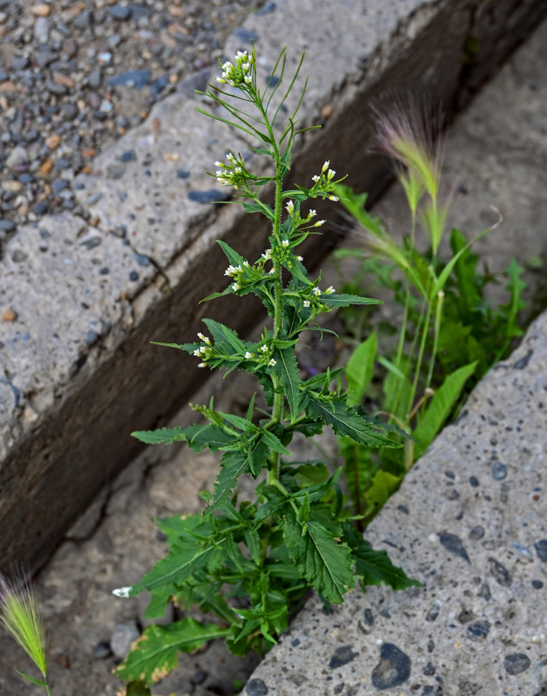 Изображение особи Arabis pendula.